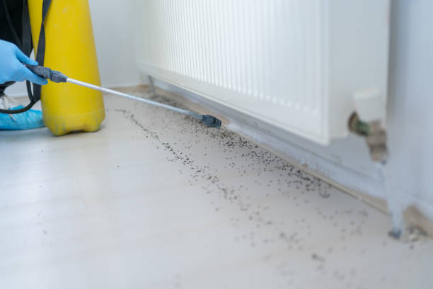 Best Rat Extermination Near Me  in Lafayette, CA