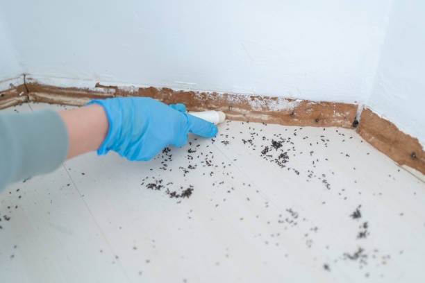 Best Affordable Pest Control Services  in Lafayette, CA
